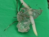 new root colonising a p4 crystal